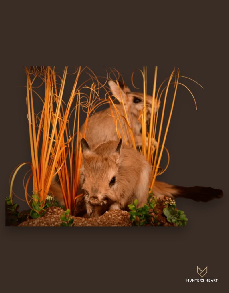 ALT TEXT|Springhare Life-Size mount Taxidermy - Premium Edition