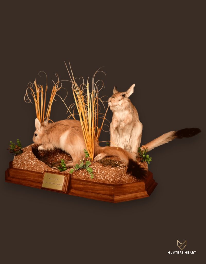 ALT TEXT|Springhare Life-Size mount Taxidermy - Exclusive Mount