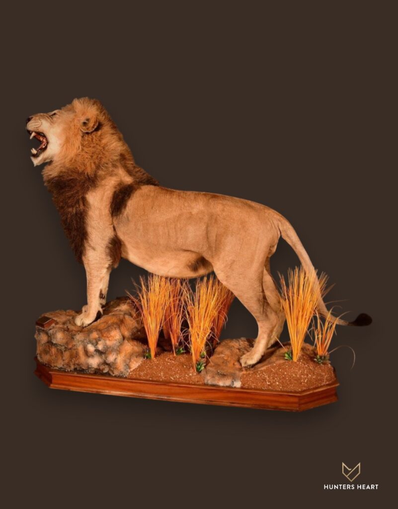 ALT TEXT|Lion Life-Size mount Taxidermy - Exclusive Mount