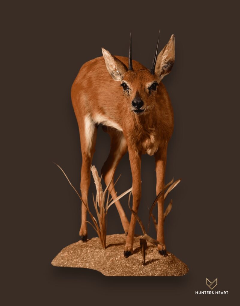 ALT TEXT|Steenbuck Life-Size mount Taxidermy - Premium Edition