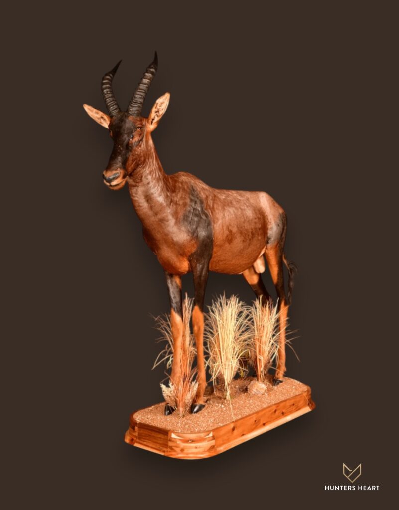 Topi Life-Size mount Taxidermy - Premium Edition