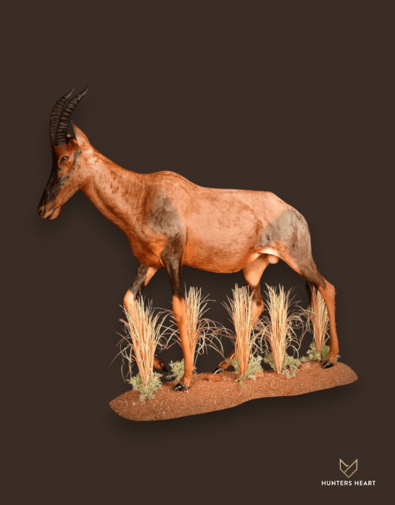 ALT TEXT|Topi Life-Size mount Taxidermy - Exclusive Mount