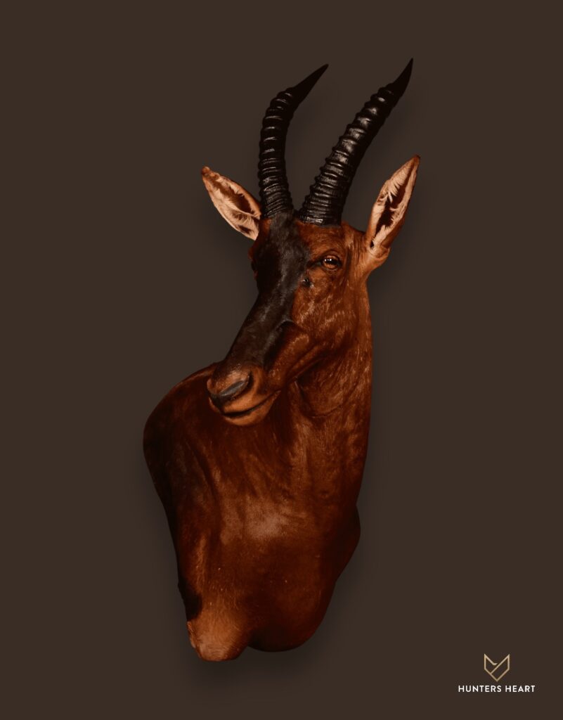 ALT TEXT|Topi Shoulder Mount Taxidermy - Masterpiece Collection