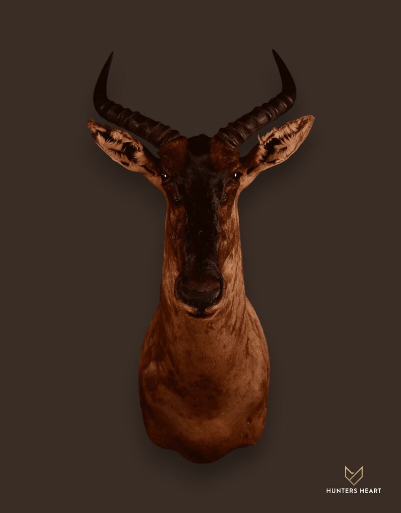 ALT TEXT|Tsessebe Shoulder Mount Taxidermy - Premium Edition