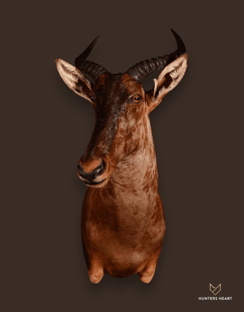 ALT TEXT|Tsessebe Shoulder Mount Taxidermy - Exclusive Mount
