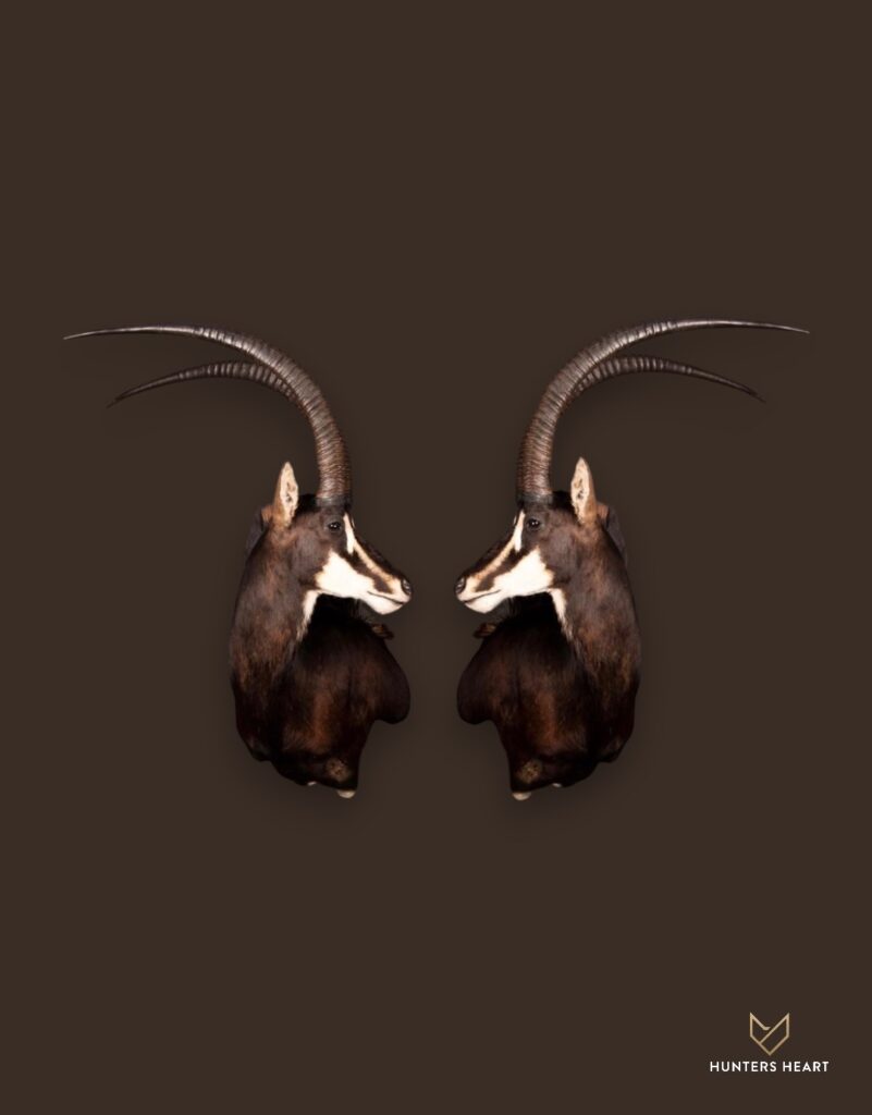 ALT TEXT|Sable Antelope Wall Mount Taxidermy - Premium Edition
