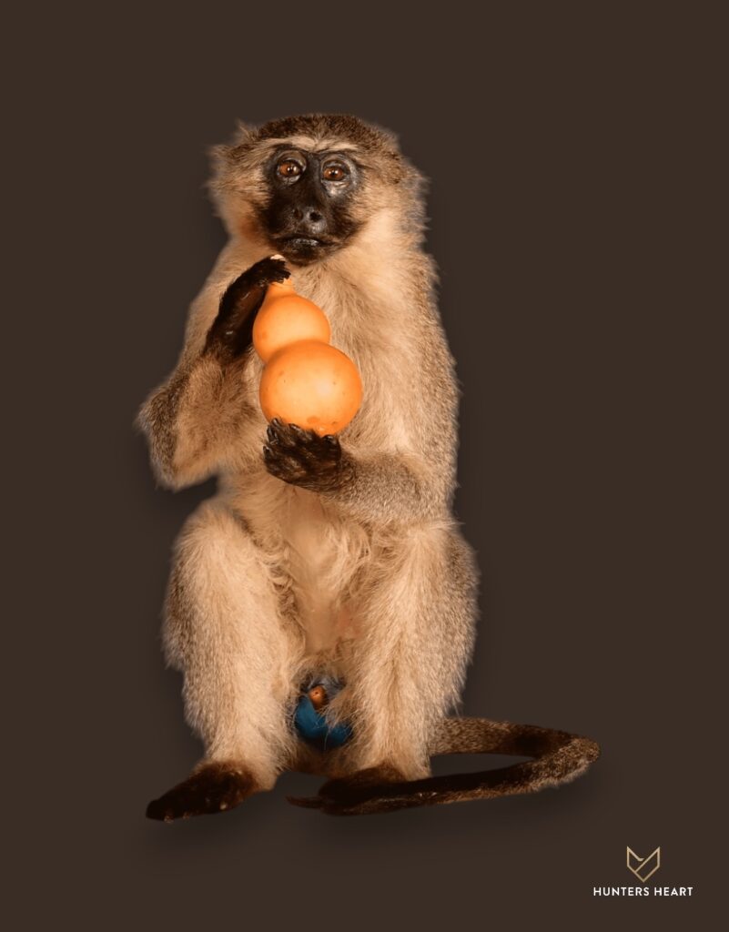 ALT TEXT|Vervet Monkey Life-Size mount Taxidermy - Premium Edition