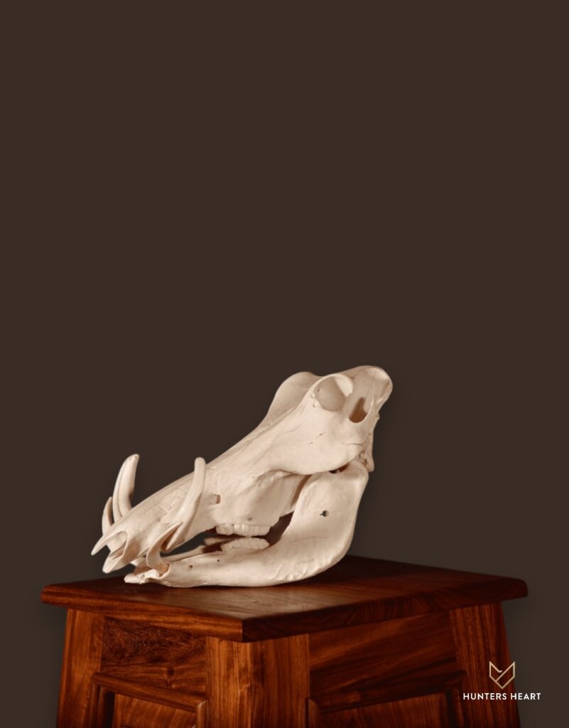 ALT TEXT|Warthog 3D Wall Mount Taxidermy - Signature Series