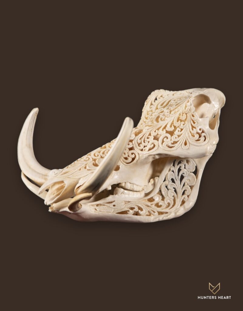 ALT TEXT|Warthog Engraved Skull Taxidermy - Exclusive Mount