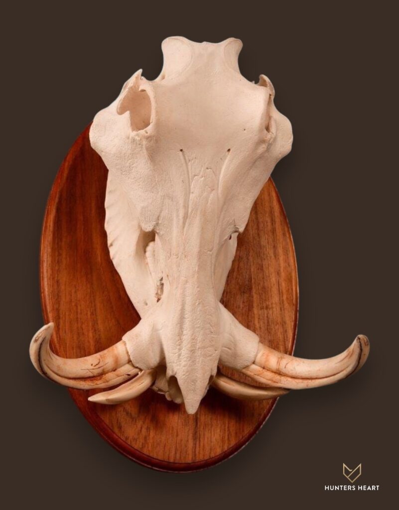 ALT TEXT|Warthog European Mount Taxidermy - Elite Selection