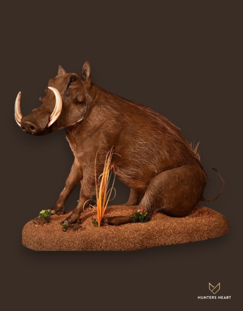 Warthog Life-Size mount Taxidermy - Masterpiece Collection