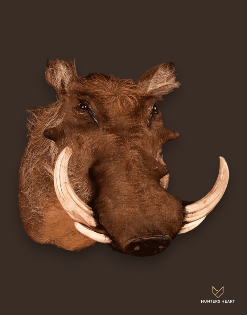 ALT TEXT|Warthog Shoulder Mount Taxidermy - Signature Series