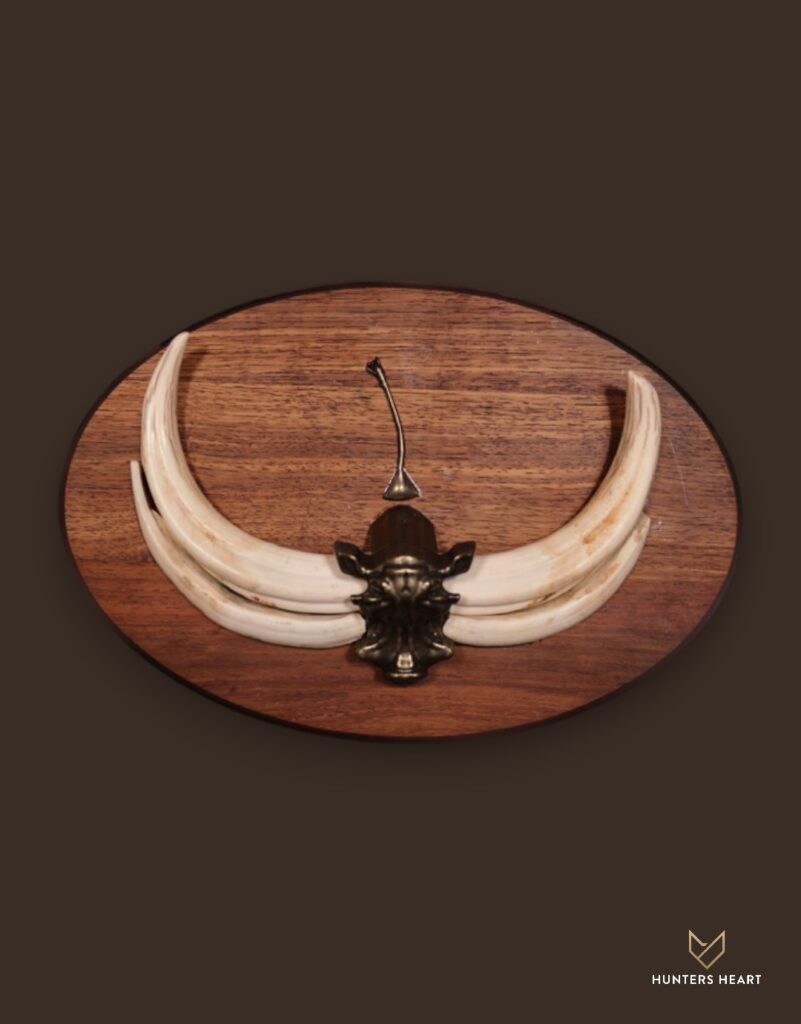 ALT TEXT|Warthog European Mount Taxidermy - Custom Craftsmanship