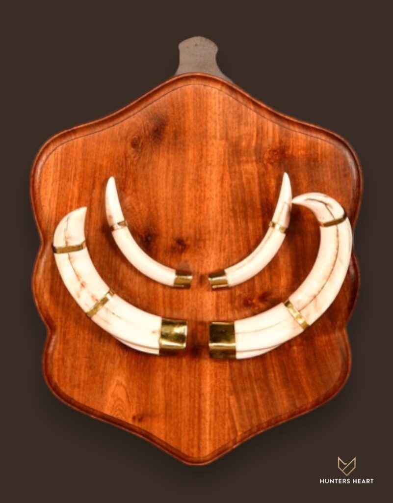 ALT TEXT|Warthog European Mount Taxidermy - Artisan Design