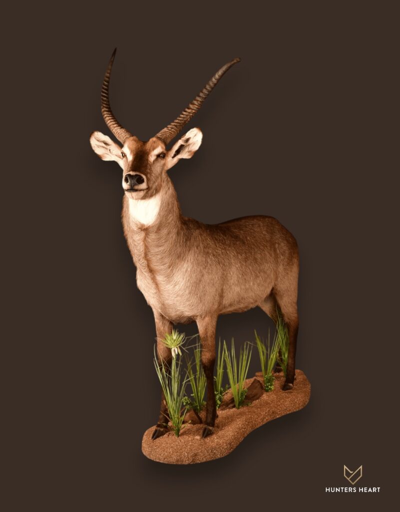 ALT TEXT|Waterbuck Shoulder Mount Taxidermy - Masterpiece Collection