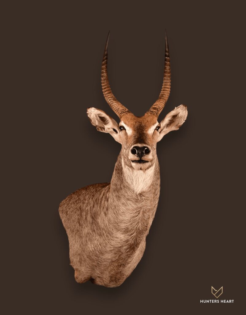 ALT TEXT|Waterbuck Wall Mount Taxidermy - Signature Series