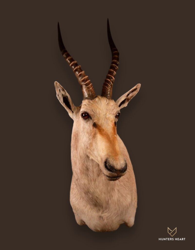 ALT TEXT|Blesbuck Shoulder Mount Taxidermy - Prestige Line