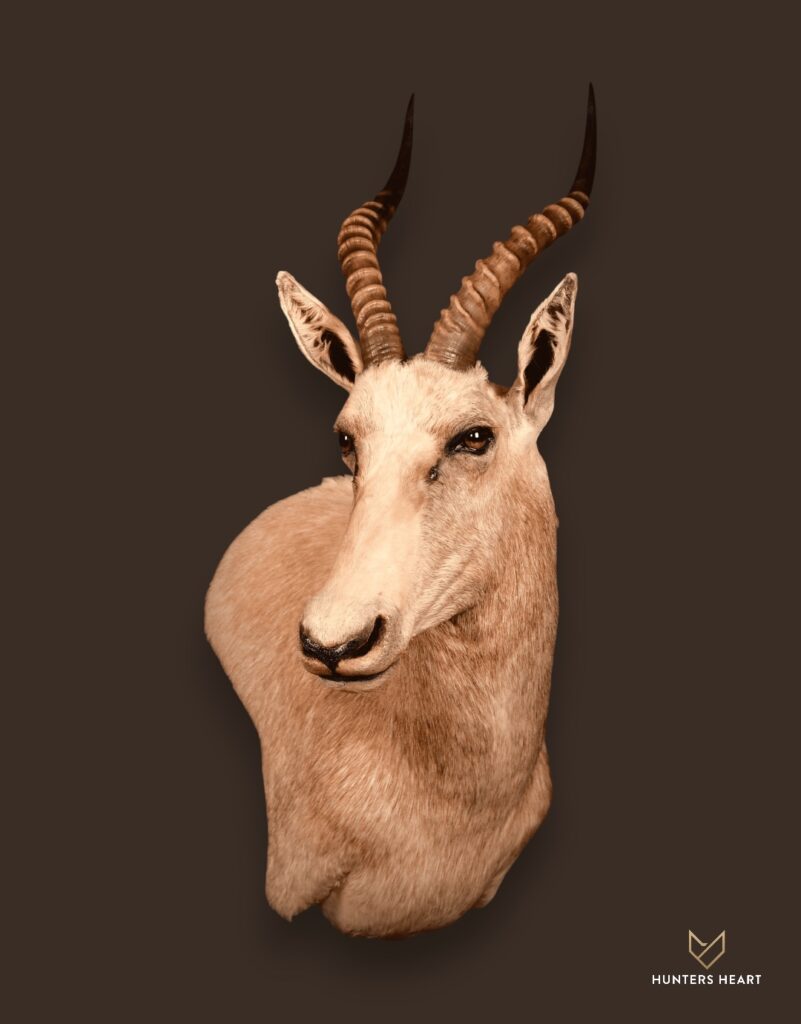 ALT TEXT|Blesbuck Wall Mount Taxidermy - Elite Selection