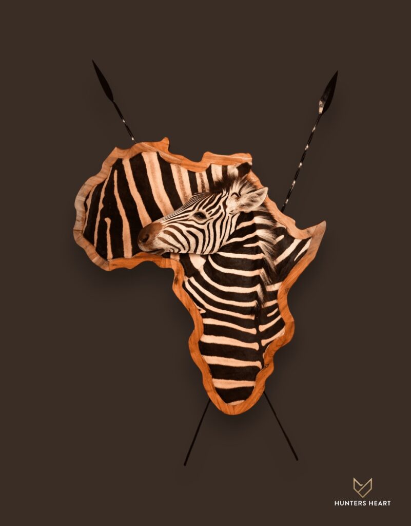 ALT TEXT|Zebra 3D Wall Mount Taxidermy - Premium Edition