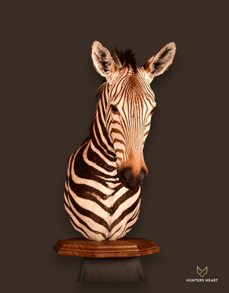 ALT TEXT|Zebra Chess Piece Pedestal Taxidermy - Elite Selection