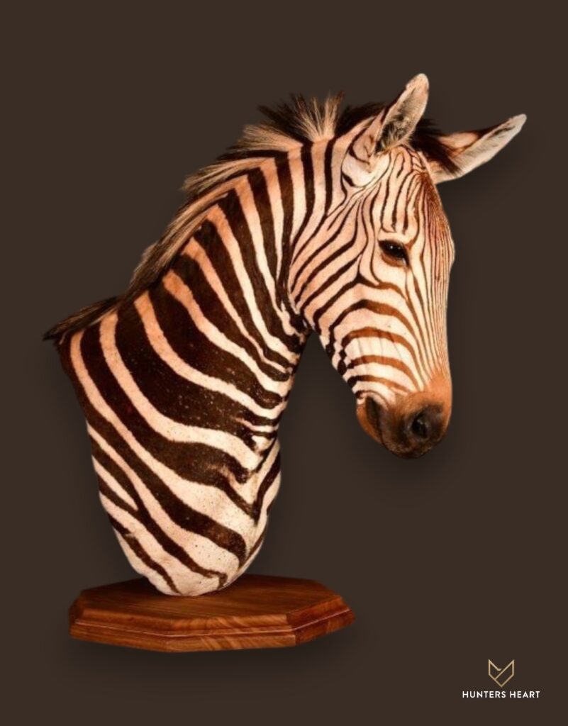 ALT TEXT|Zebra Bleached skull Taxidermy - Artisan Design