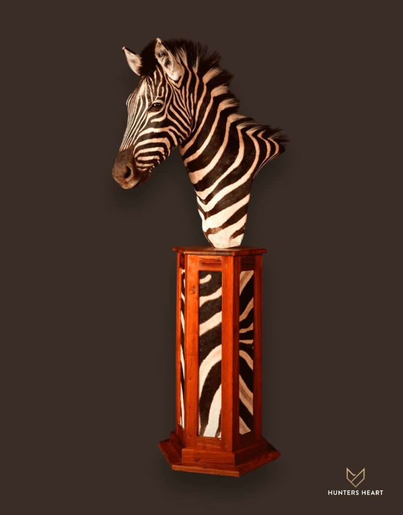 ALT TEXT|Zebra Floor Pedestal Mount Taxidermy - Premium Edition