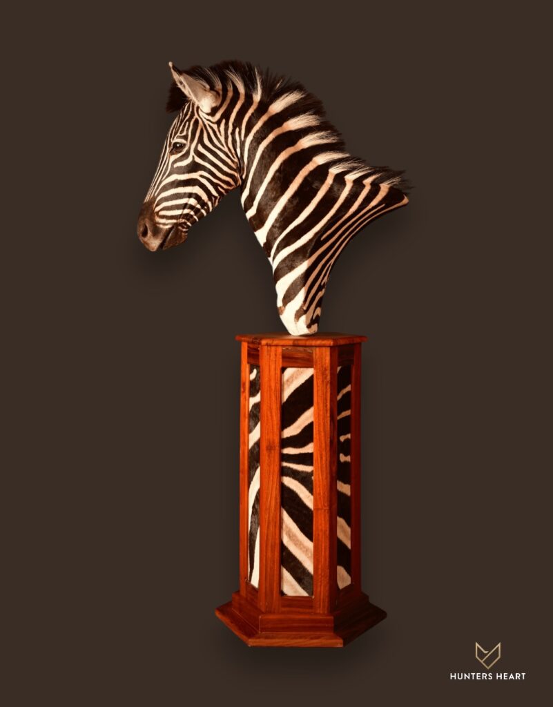 ALT TEXT|Zebra Life-Size mount Taxidermy - Masterpiece Collection