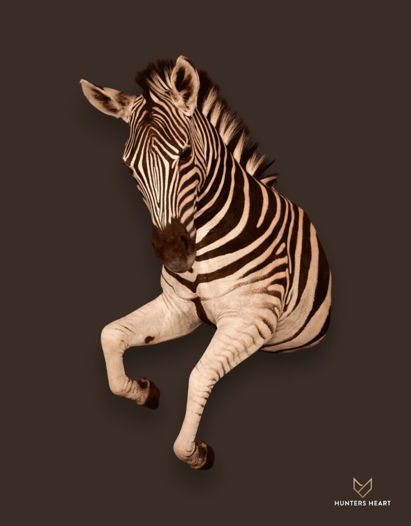 ALT TEXT|Zebra European Mount Taxidermy - Prestige Line