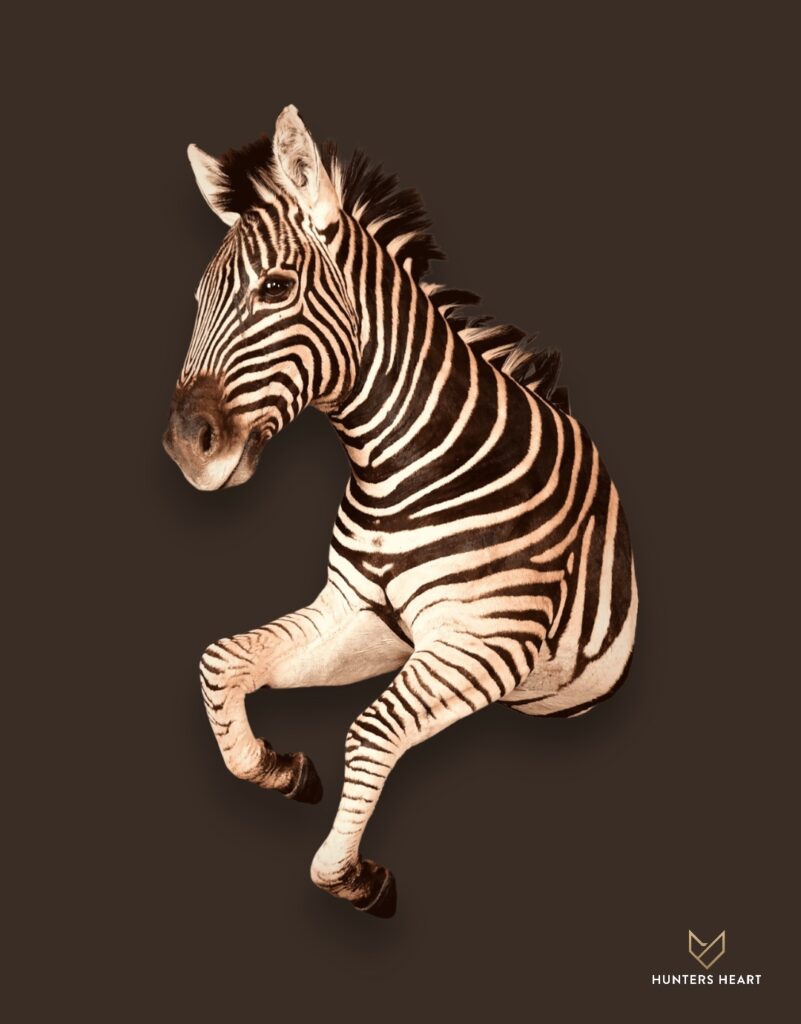 ALT TEXT|Zebra Half Mount Taxidermy - Classic Display