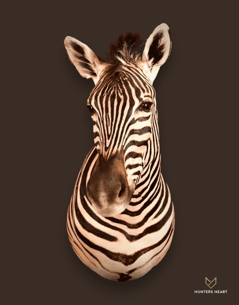 ALT TEXT|Zebra Wall Mount Taxidermy - Signature Series