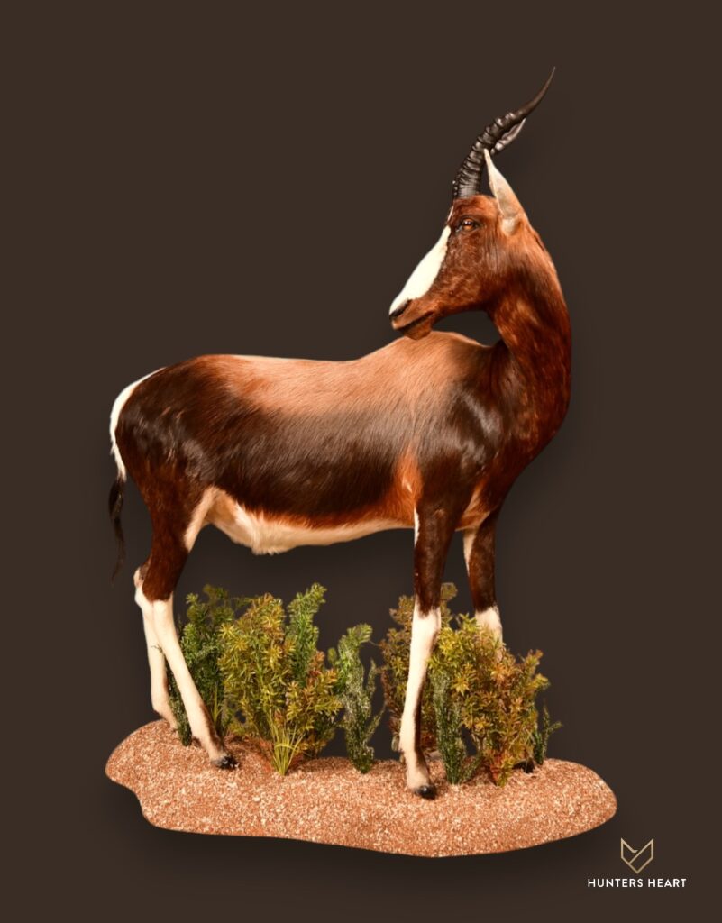 Bontebok Life Size Mount