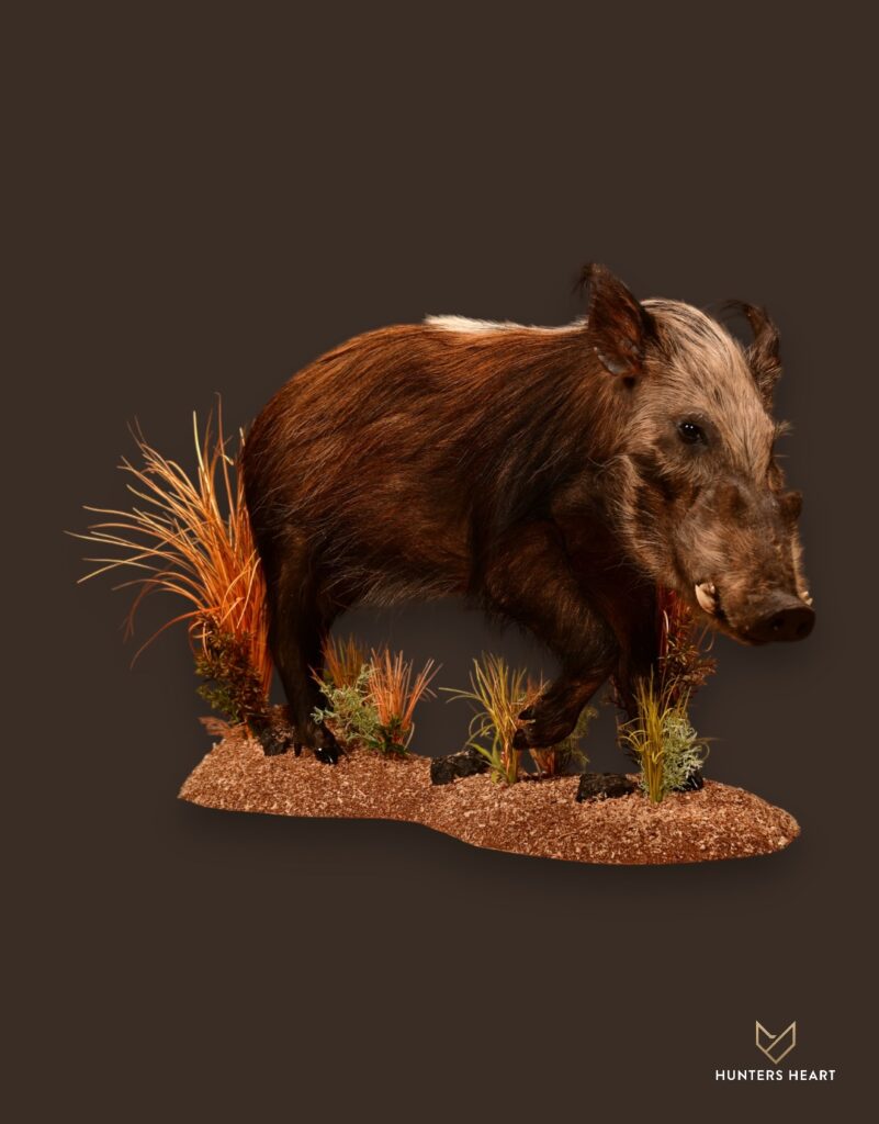 Bushpig Life Size Mount
