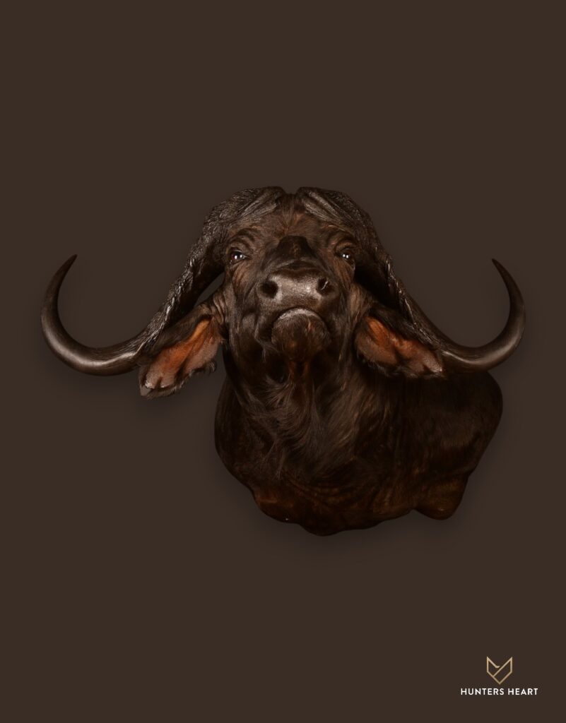 Cape Buffalo Shoulder Mount