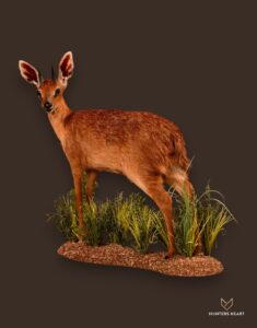 Cape Grysbok Life Size Mount
