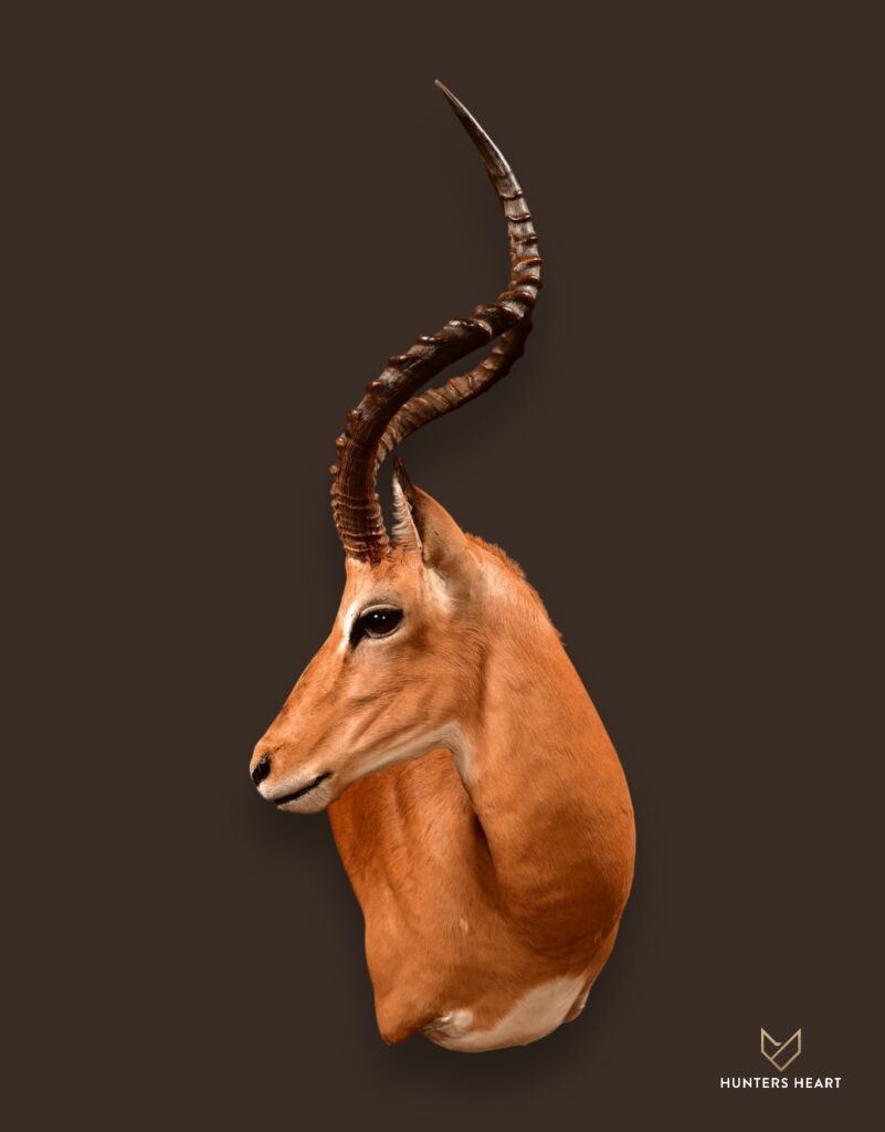 Impala Wall Pedestal Mount