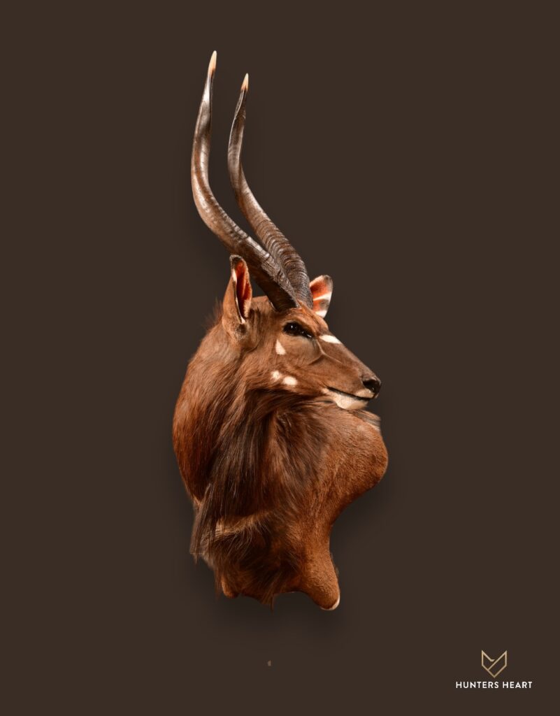 Nyala Wall Offset