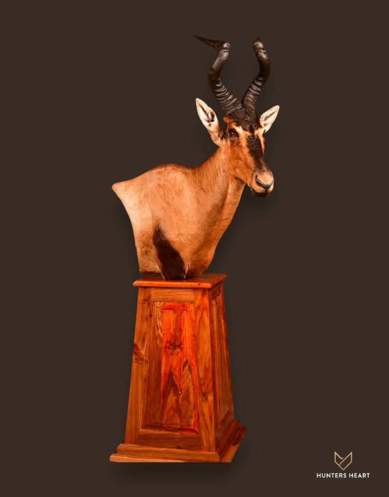 Red Hartebeest Floor Pedestal Mount 02