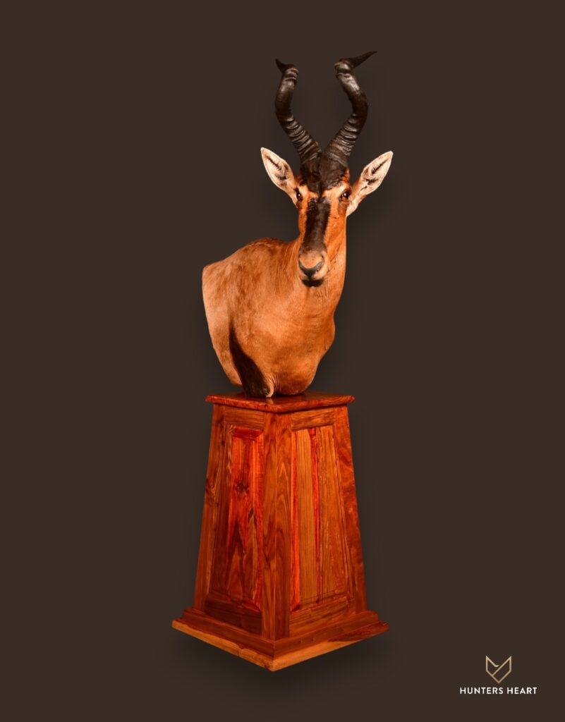 Red Hartebeest Floor Pedestal Mount