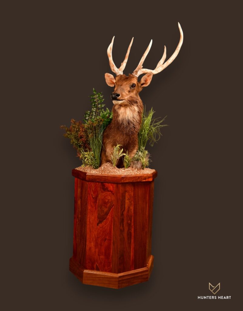 Sambar Deer Floor Pedestal Mount 01