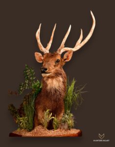 Sambar Deer Floor Pedestal Mount 02
