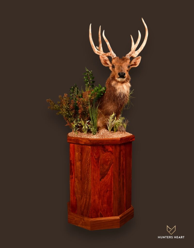 Sambar Deer Floor Pedestal Mount 03