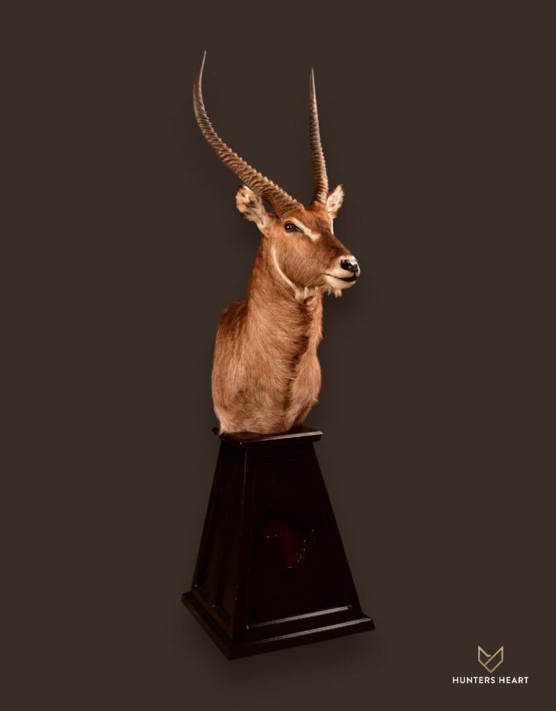 Waterbuck Floor Pedestal Mount 01