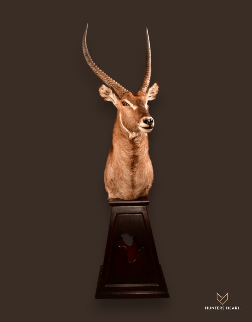 Waterbuck Floor Pedestal Mount 02
